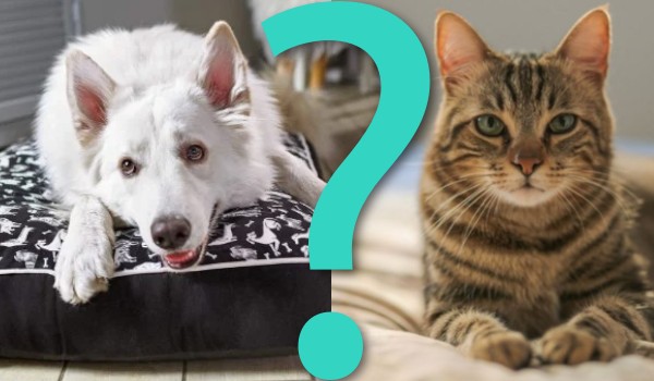 Najbardziej standardowe pytania „Co wolisz?”