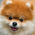 ariana_hermiona_miska