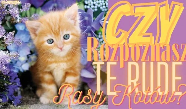 Czy rozpoznasz te rude rasy kotów?