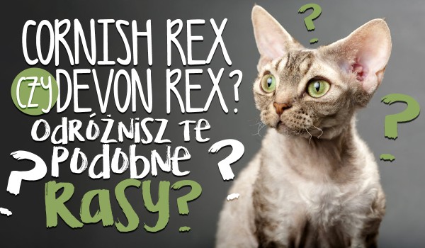 Cornish Rex czy Devon Rex? Odróżnisz od siebie dwie podobne rasy kotów w 5 sekund?