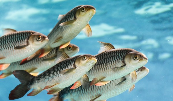 Test z biologii o rybach