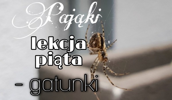 |Pająki|Lekcja piąta – gatunki