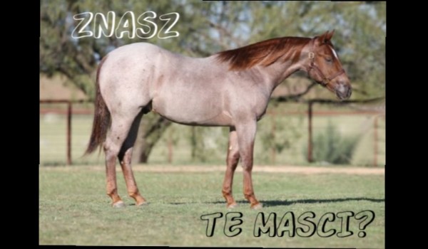 ZNASZ TE MAŚCI KONI? SPRAWDŹ!