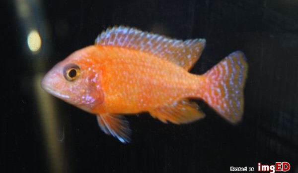 Co wiesz o  Aulonocara fire fish: