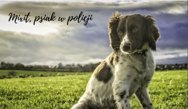 Mixit, psiak w policji ~ rozdział 2