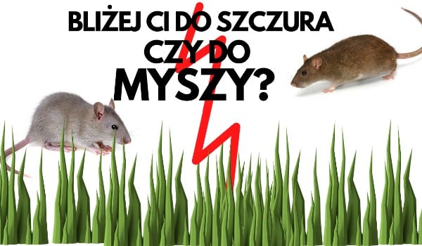 Bliżej Ci do szczura czy do myszy?