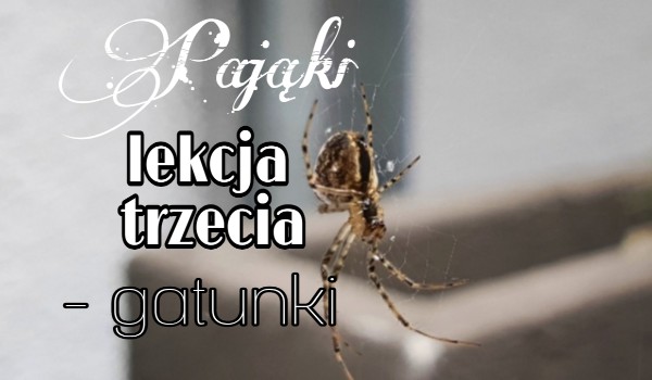 |Pająki| lekcja trzecia – gatunki