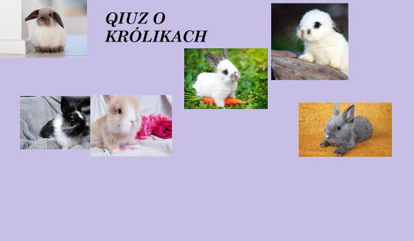 qiuz o króliczkach