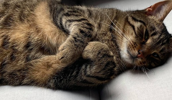 czy jesteś głupii?