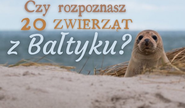 Czy rozpoznasz 20 zwierząt z Morza Bałtyckiego?