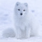 Winter_fox45