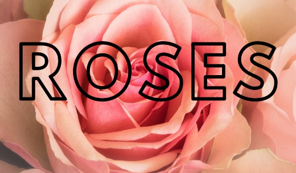 Roses | Rozdział 6