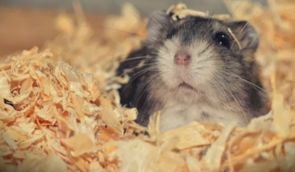 Test wiedzy o chomikach