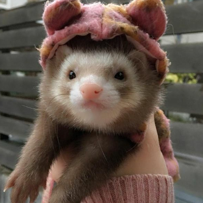 mush