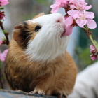 Life_Of_Guinea_Pig