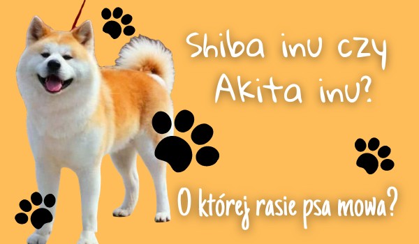 Shiba inu czy Akita inu? – o której rasie psa mowa