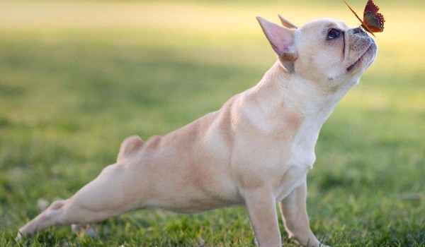 Chihuahua Albi-Wstęp
