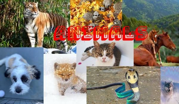 Animals – przedstawienie postaci + prolog (każdej z postaci)