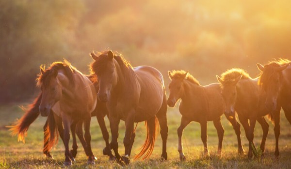 Przygoda na koniu ! #2