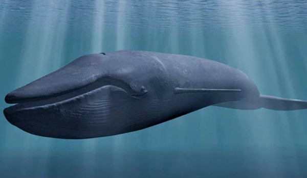 Co wiesz o waleniach?