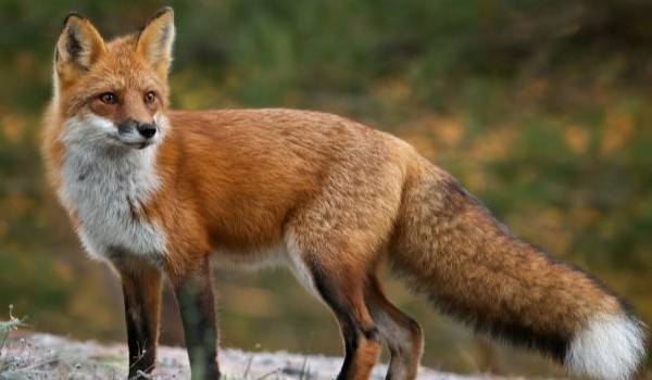 lis w norze rozdział 2