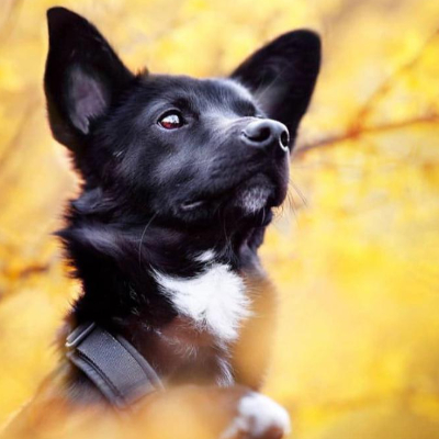 OnlyKelpie