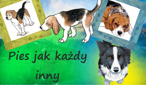 Pies jak każdy inny…