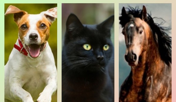 Jesteś psiarzem, kociarzem czy koniarzem?