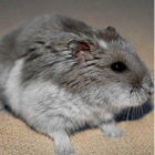 ChomikMisia