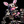 The_Mangle_Lover
