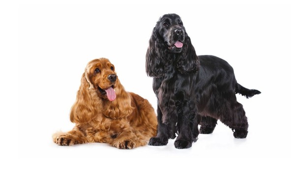 Jak dobrze znasz cocker spaniela angielskiego ?