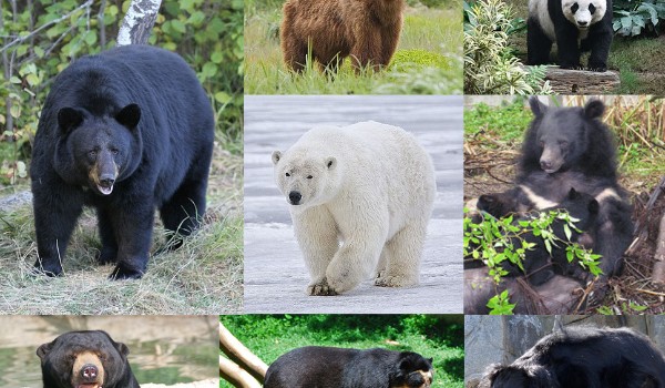 Czy rozpoznasz wszystkie gatunki niedźwiedzi