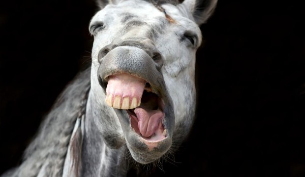 Jakim koniem jesteś