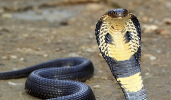 Węże, wiesz coś o nich?