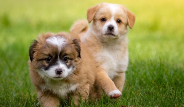 Czy rozpoznasz te rasy psów jako szczeniaki?