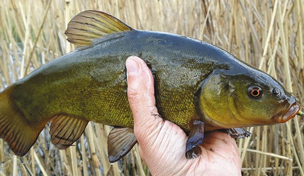 Quiz dla wędkarzy!!!