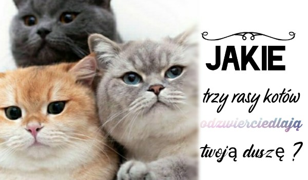 Jake trzy rasy kotów odzwierciedlają twoją duszę ?