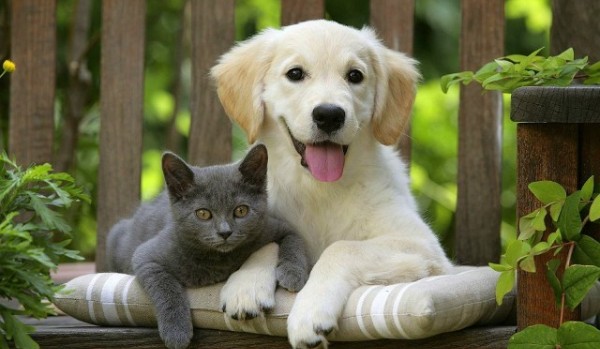 Kociara czy psiara? Którą z nich jesteś?