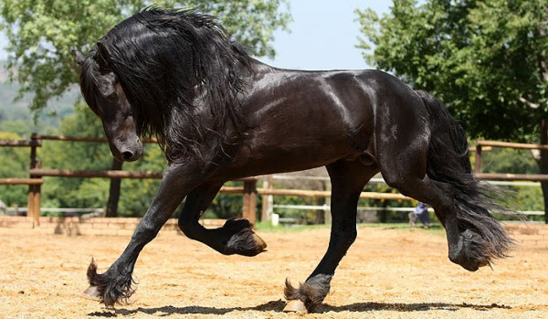 Jakim koniem jesteś?