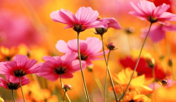 Ocenianie profili- @lotrowa