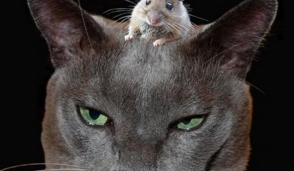 czy to naprawde twój przyjaciel