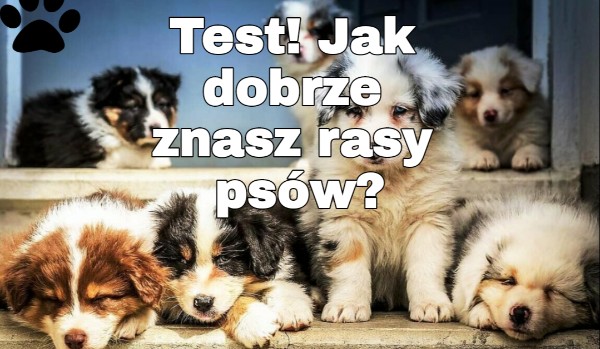Test! Jak dobrze znasz rasy psów?