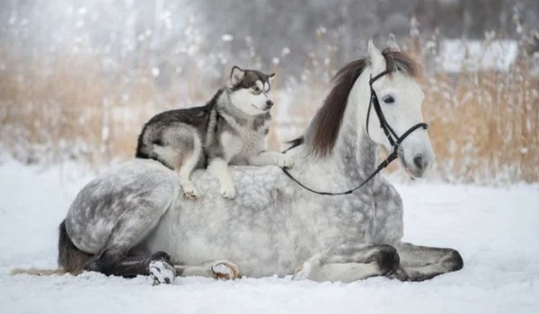 Zdjęcia do przygarnięcia#6