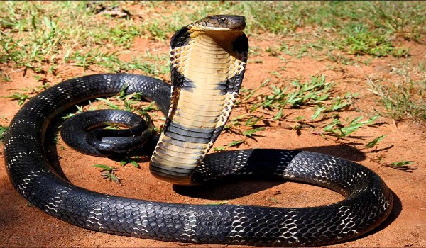 Jak się nazywa ten jadowity wąż?