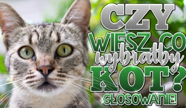 Czy wiesz, co wybrałby Twój kot? – głosowanie!