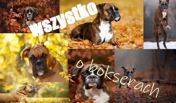 Ile wiesz o Bokserach?