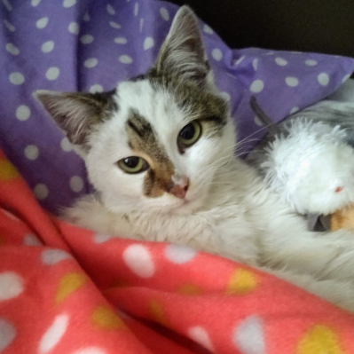Kitek.132
