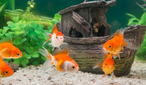 Kręgowce zmiennocieplne