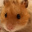 hamstergirl_xD