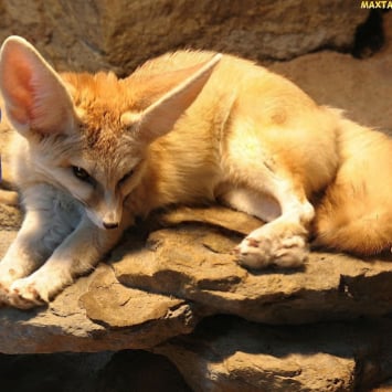 Fenki